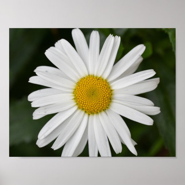 Daisy  poster (Front)
