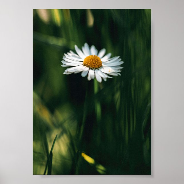Daisy Poster - high quality image (Front)