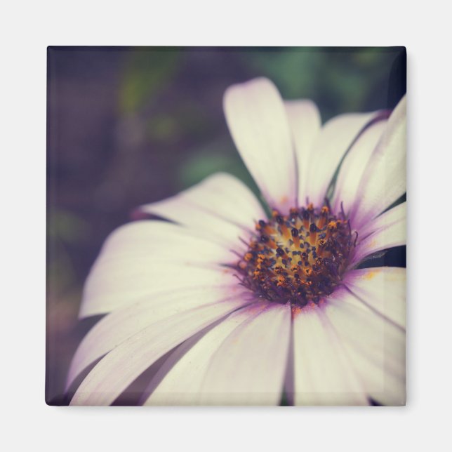 Daisy print. magnet (Front)