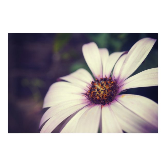 Daisy print. photo print (Front)