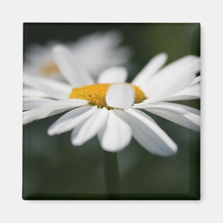 Daisy profile magnet