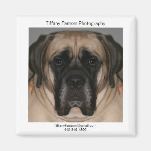 Daisy Promo Magnet
