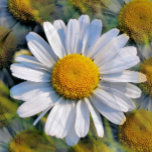 DAISY RECTANGULAR BELT BUCKLE<br><div class="desc">A photographic design of multiple images of a little wild daisy.</div>