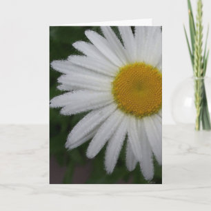 Daisy (soft sketch) Card