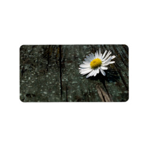 Daisy Solitude Label