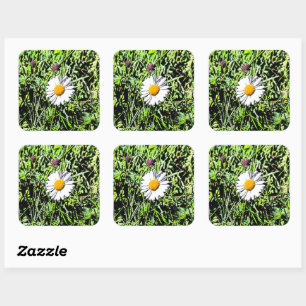 Daisy Square Sticker