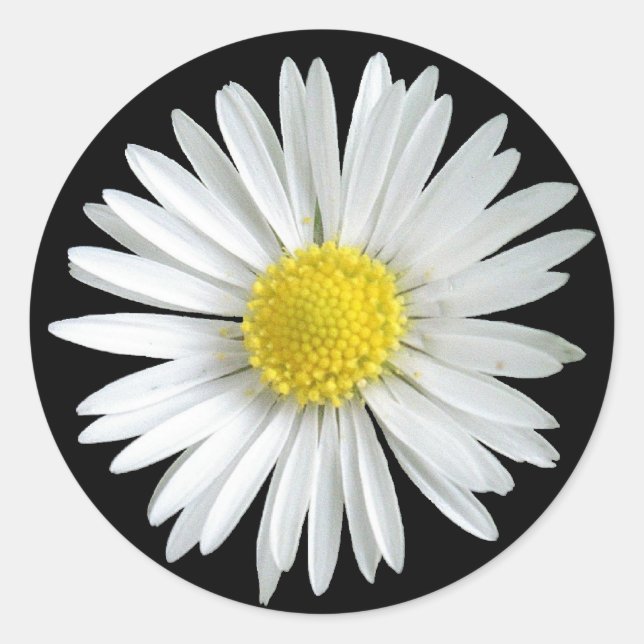 Daisy Sticker (Front)