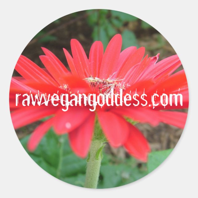 Daisy Sticker (Front)