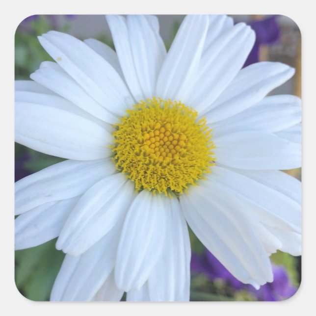 Daisy stickers (Front)