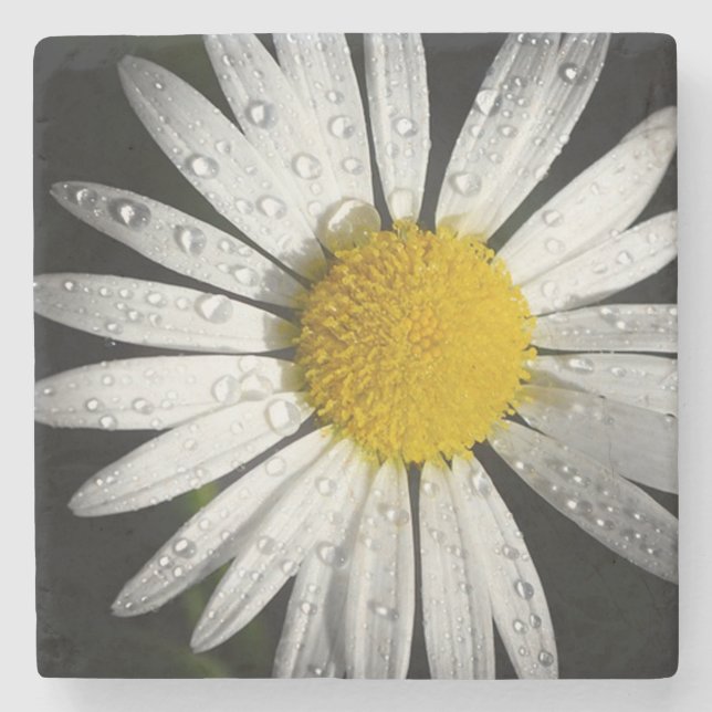 Daisy Stone Coaster (Front)