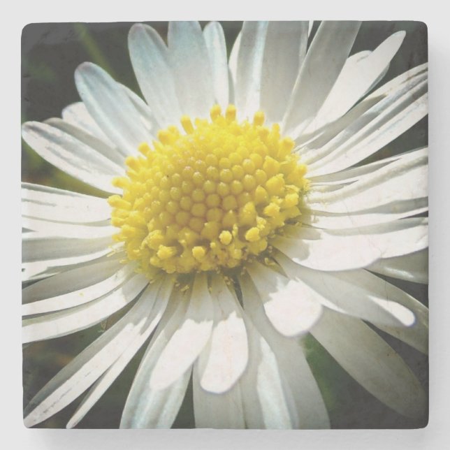 Daisy Stone Coaster (Front)