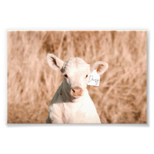Daisy The Cute White Calf In Golden Meadow Photo Print