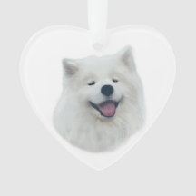 Daisy the samoyed