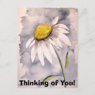 daisy, Thinking of You! Postcard