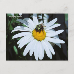 Daisy with Baby Bumblebee Postcard