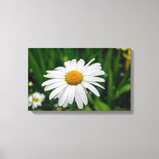 Daisy with Water Wrapped Canvas