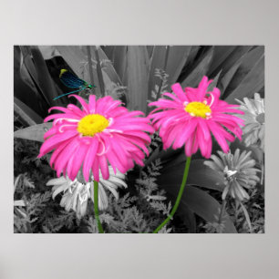 Daisys and Dragonfly Poster
