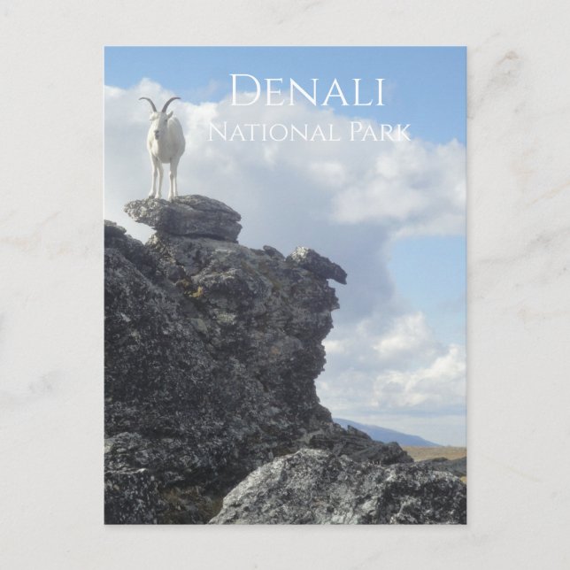 Dall Sheep Atop Mount Wright, Denali NP, Alaska Postcard (Front)