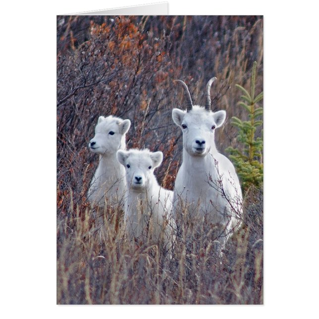 Dall Sheep Ewe with her Lambs at Denali NP (Front)