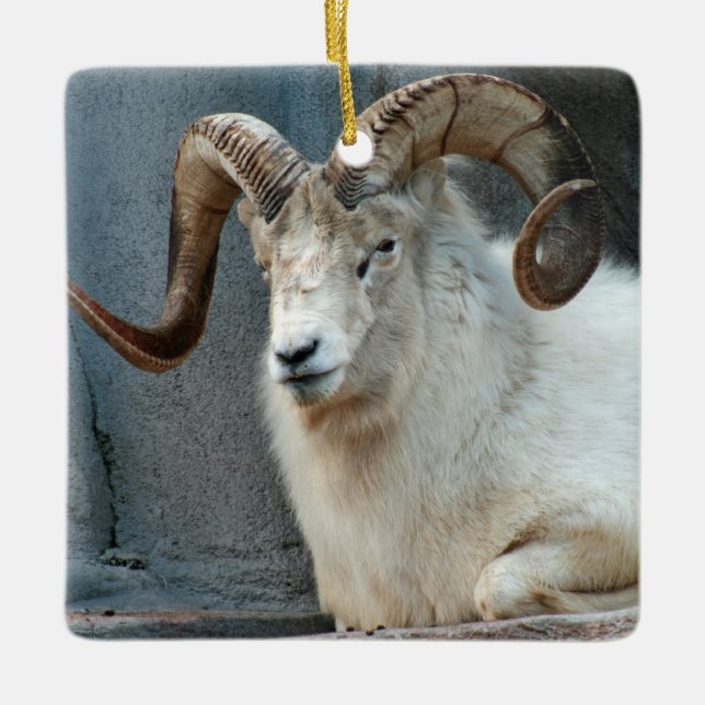 Dall Sheep Ornament (Front)