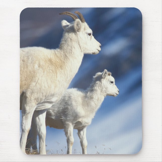 dall sheep, Ovis dalli, ewe and lamb Mouse Mat (Front)