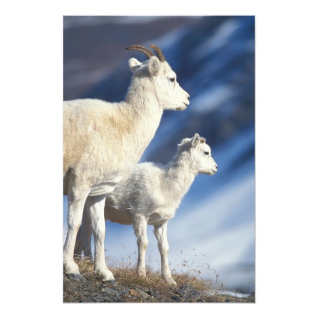 dall sheep, Ovis dalli, ewe and lamb Photo Print (Front)