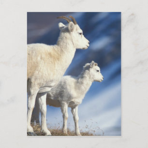 dall sheep, Ovis dalli, ewe and lamb Postcard