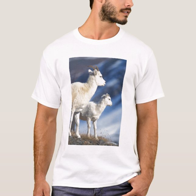 dall sheep, Ovis dalli, ewe and lamb T-Shirt (Front)