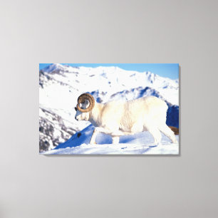 dall sheep, Ovis dalli, full curl ram Canvas Print