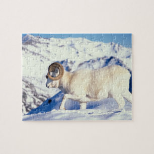 dall sheep, Ovis dalli, full curl ram Jigsaw Puzzle