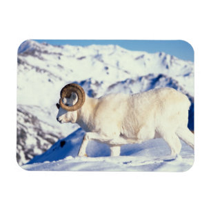 dall sheep, Ovis dalli, full curl ram Magnet