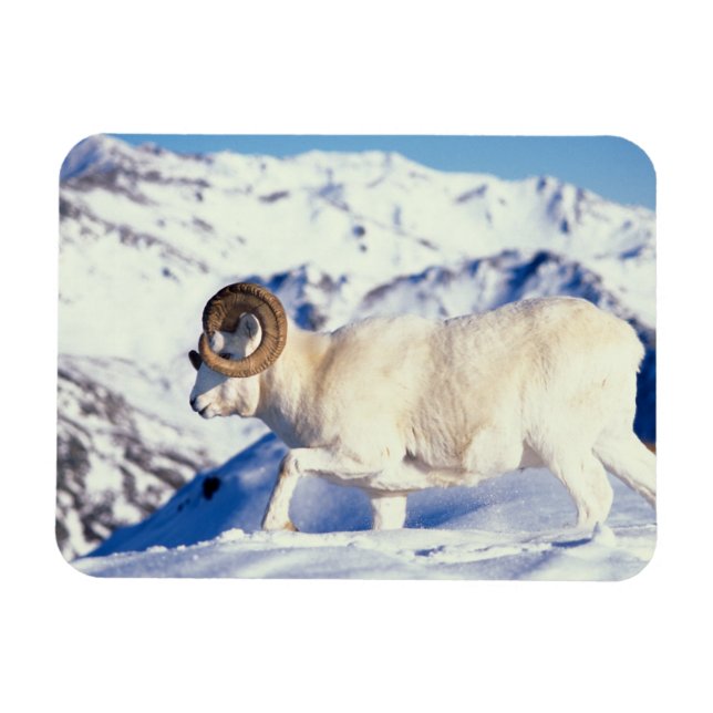 dall sheep, Ovis dalli, full curl ram Magnet (Horizontal)