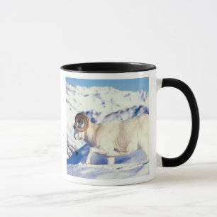 dall sheep, Ovis dalli, full curl ram Mug