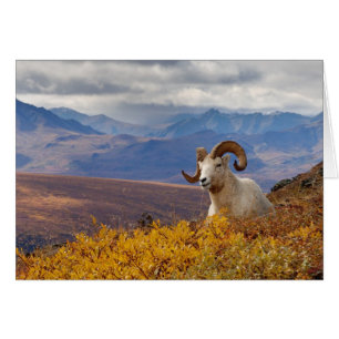 dall sheep, Ovis dalli, ram