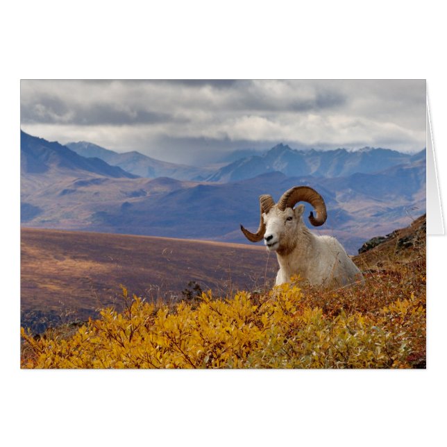 dall sheep, Ovis dalli, ram (Front Horizontal)