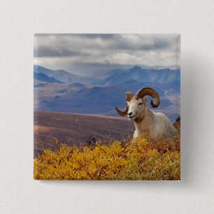 dall sheep, Ovis dalli, ram 15 Cm Square Badge