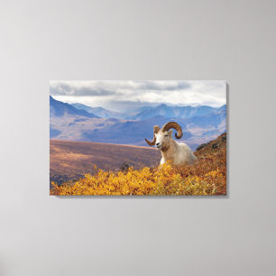 dall sheep, Ovis dalli, ram Canvas Print