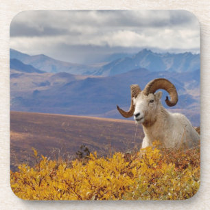 dall sheep, Ovis dalli, ram Coaster