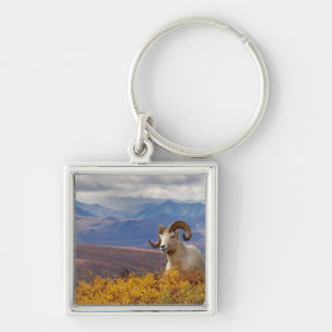 dall sheep, Ovis dalli, ram Key Ring