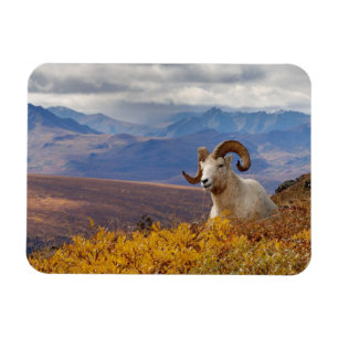 dall sheep, Ovis dalli, ram Magnet
