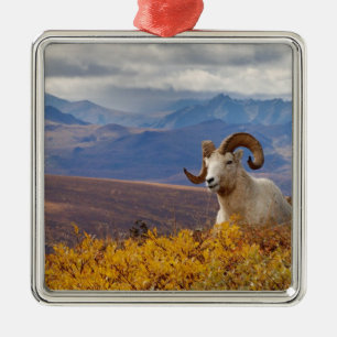 dall sheep, Ovis dalli, ram Metal Tree Decoration