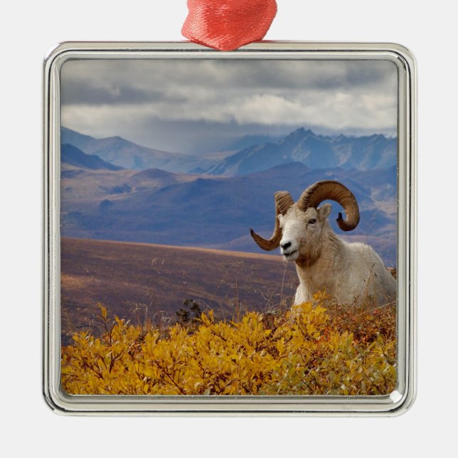 dall sheep, Ovis dalli, ram Metal Tree Decoration (Front)