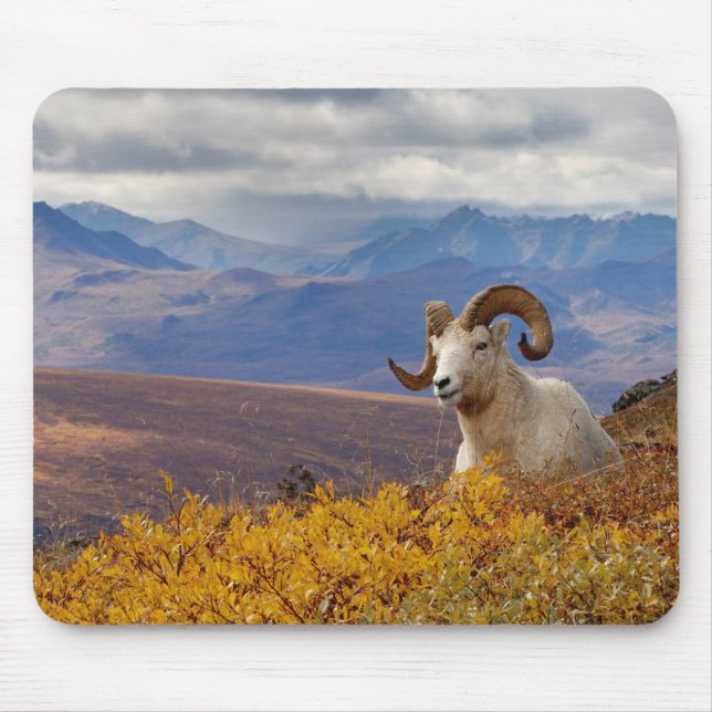 dall sheep, Ovis dalli, ram Mouse Mat (Front)