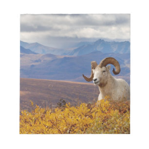 dall sheep, Ovis dalli, ram Notepad