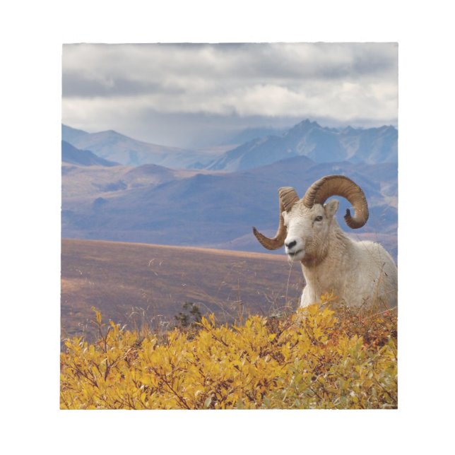 dall sheep, Ovis dalli, ram Notepad (Front)