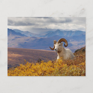 dall sheep, Ovis dalli, ram Postcard