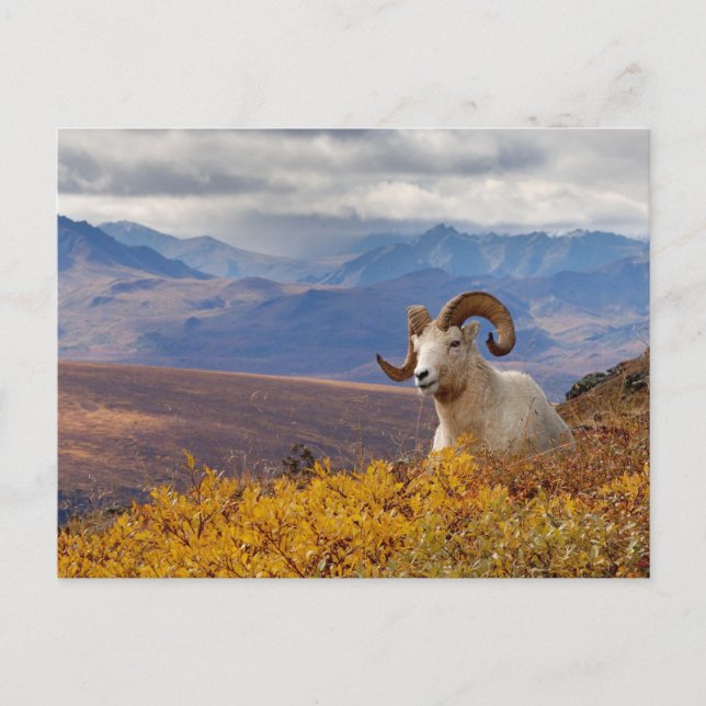 dall sheep, Ovis dalli, ram Postcard (Front)
