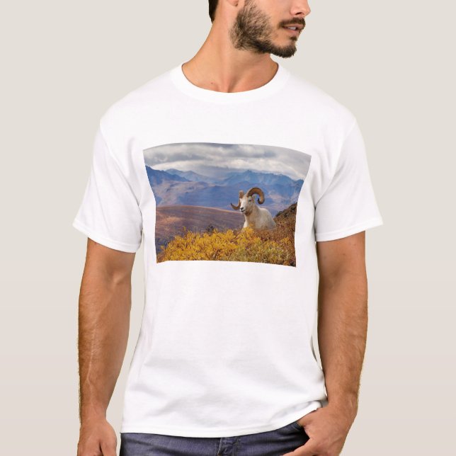 dall sheep, Ovis dalli, ram T-Shirt (Front)