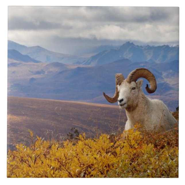 dall sheep, Ovis dalli, ram Tile (Front)