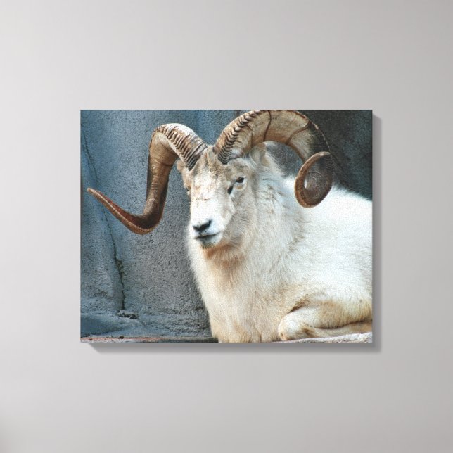 Dall Sheep Wrapped Canvas (Front)